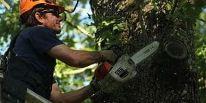 tree removal service