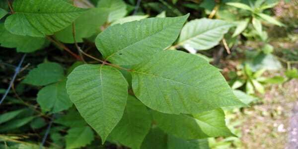 A photo of poison ivy from a pi control inMassachusetts