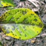 Black spot leaf disease
