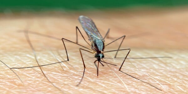 tick and mosquito control program